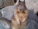 Beechey Ground Squirrel